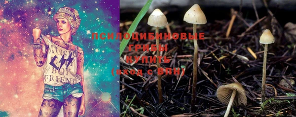 прущие грибы Волоколамск